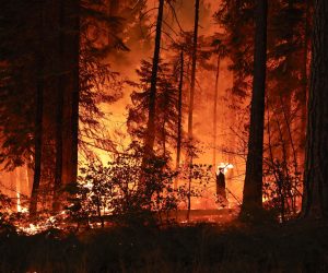 Tehama megye, 2024. július 29.
Erdõtûz pusztít a kaliforniai Tehama megyében 2024. július 28-án. Eddig mintegy 140 ezer hektárnyi növényzet vált a lángok martalékává. Egy 42 éves férfit letartóztattak Kaliforniában, akit azzal vádolnak, hogy egy égõ autót a mocsárba lökött, ezzel kirobbantva a gigantikussá nõtt erdõtüzet.
MTI/EPA/John G. Mabanglo