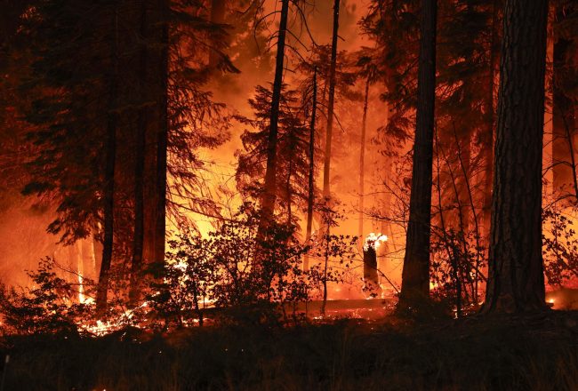 Tehama megye, 2024. július 29.
Erdõtûz pusztít a kaliforniai Tehama megyében 2024. július 28-án. Eddig mintegy 140 ezer hektárnyi növényzet vált a lángok martalékává. Egy 42 éves férfit letartóztattak Kaliforniában, akit azzal vádolnak, hogy egy égõ autót a mocsárba lökött, ezzel kirobbantva a gigantikussá nõtt erdõtüzet.
MTI/EPA/John G. Mabanglo