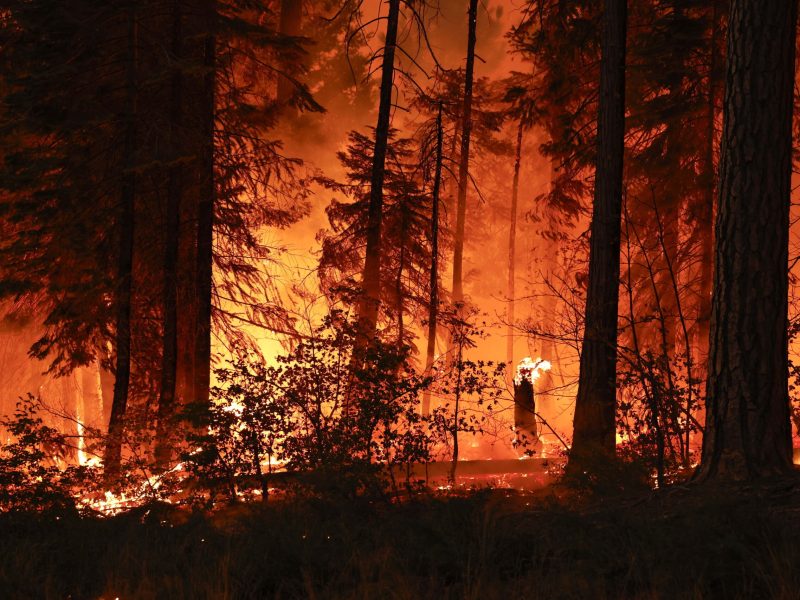 Tehama megye, 2024. július 29.
Erdõtûz pusztít a kaliforniai Tehama megyében 2024. július 28-án. Eddig mintegy 140 ezer hektárnyi növényzet vált a lángok martalékává. Egy 42 éves férfit letartóztattak Kaliforniában, akit azzal vádolnak, hogy egy égõ autót a mocsárba lökött, ezzel kirobbantva a gigantikussá nõtt erdõtüzet.
MTI/EPA/John G. Mabanglo